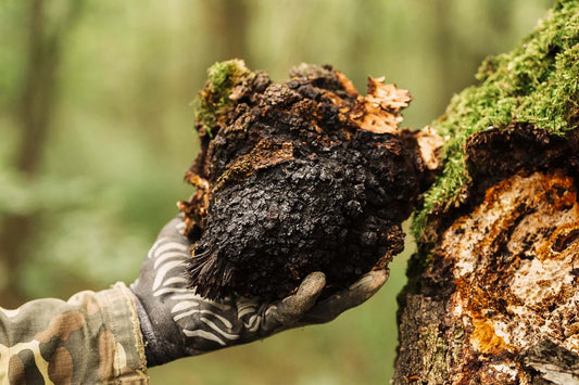 Chaga Mushrooms: Unraveling the Mysteries of Nature's Healing Fungus